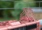 Preview: T25655 E-Lok BR 151 DB